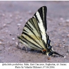 iphiclides podalirius male3